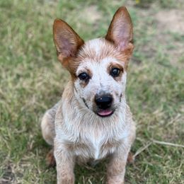 -Boy 2 - Blue male Australian Cattle Dog puppy in Kaufman, Texas from Emberwick Ranch