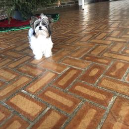 Yorkshire Terrier Puppies from Mountain Magic Yorkies