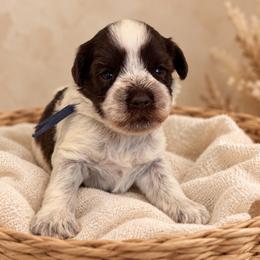 Benji - Parti male Miniature Schnauzer puppy in Magalia, California from NorCal Schnauzers