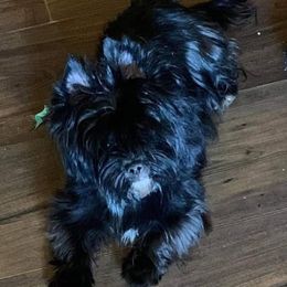 Stormie - Yorkshire Terrier