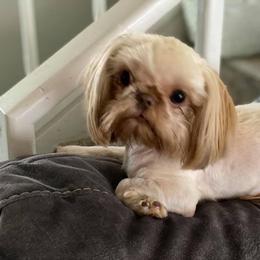 Ruby - Shih Tzu