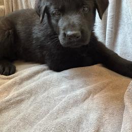 Black - Black male German Shepherd puppy in Jennings, Kansas from Lost Creek German Shepherds LLC
