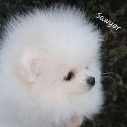 Sawyer - Cream parti male Pomeranian puppy in Paw Paw, Michigan from Fairy Tale Poms & English Toy Spaniels
