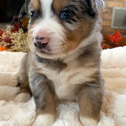 "BMM - (Max) Stormie X Big" Australian Shepherd and Miniature Australian Shepherd Puppies from Flying S Aussies