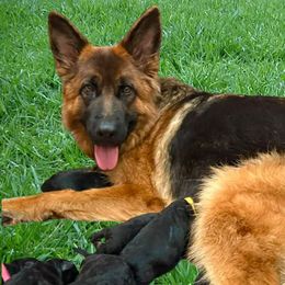 Lisa - German Shepherd