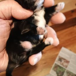 Socks - Black and white female Shih Tzu puppy in Austin, Minnesota from Bearpaw Shih Tzus