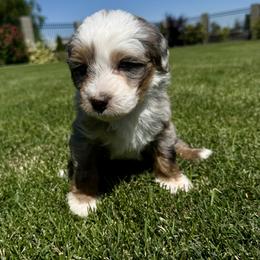 Bernedoodle Puppies from Burbank Bernedoodles