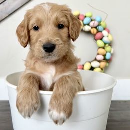 Goldendoodle Puppies from Snugglesndoodles
