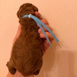 Skye - Red  male Goldendoodle puppy in Covington, Louisiana from MyKy Puppies