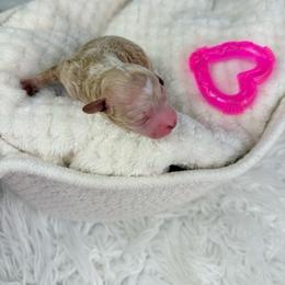 Cessna - Cafe au lait female Poodle puppy in Florida from Adorable Toy-Miniature Poodles