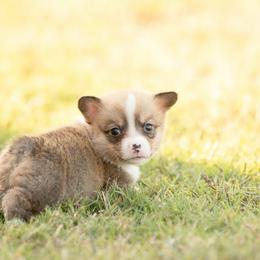Blue collar Male- Mario - Red male Pembroke Welsh Corgi puppy in Waverly Hall, Georgia from 6g Ranch Corgis