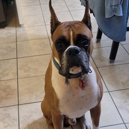 JJ - Boxer