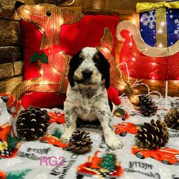 RG2 - Tri-Roan female English Springer Spaniel puppy in Britton, South Dakota from K&S Canines