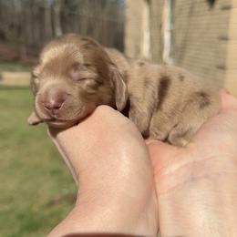 Solid choc dapple Girl 4200 - Dapple female Dachshund puppy in Steele, Alabama from Taylored Dachshunds