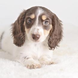 Dolly - Dachshund
