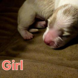 Charity - Piebald female Dachshund puppy in Hollis, Oklahoma from Write Breed Doxies