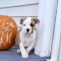 Cheddar - Red brindle male American Staffordshire Terrier puppy in Franklin County, Vermont from Explicit Amstaffs Of New England