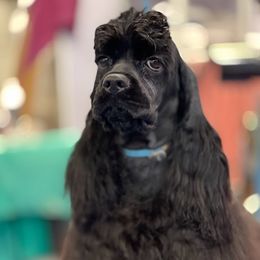 Cocker Spaniels and Poodles from Ray of Lyght Kennels