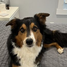 Raleigh Belle - Old Time Scotch Collie