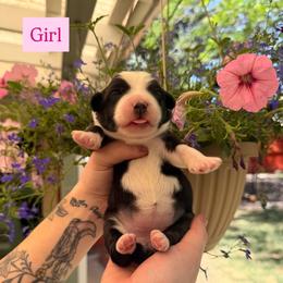Puppy 5 - Black & white female Miniature American Shepherd puppy in Colorado Springs, Colorado from Fuzy Butts Mini & Toy Aussies