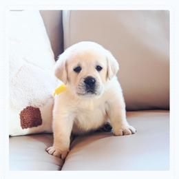Labrador Retriever Puppies from ROCK CREEK LABRADORS