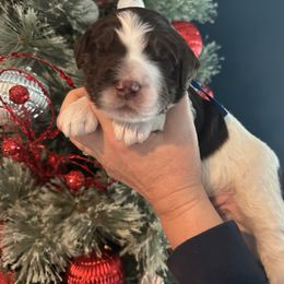 Isaiah - Parti male Goldendoodle puppy in Prosperity, Pennsylvania from Stelladoodles & Company