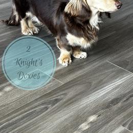 Max - Dachshund