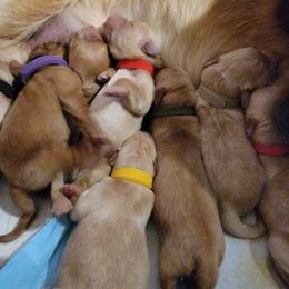Golden Retriever Puppies from JK Goldens