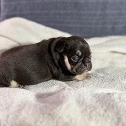 Boy 2 - Tricolors male French Bulldog puppy in Minco, Oklahoma from Findley’s Furbabies