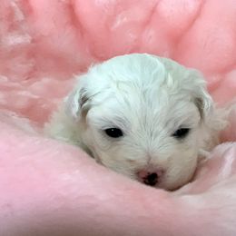 Coton de Tulear Puppies from Windy City Coton