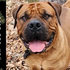 Beauty - Boerboel
