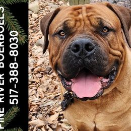 Beauty - Boerboel