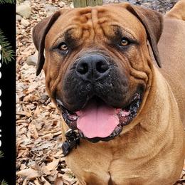 Beauty - Boerboel