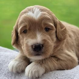 Finnegan - purple collar - Finn - Phantom male Goldendoodle puppy in Phoenix, Arizona from Kerri's Goldendoodles