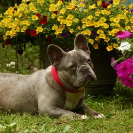 Lily - French Bulldog