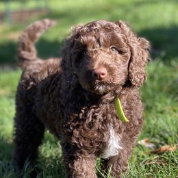 Australian Labradoodle Puppies from Cascade Canyon Labradoodles