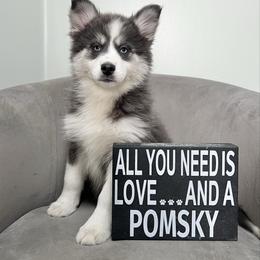 Anna - Blue female Pomsky puppy in Henderson, Kentucky from Paris Pomskies