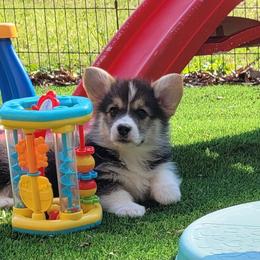 Brandon - Black and tan male Pembroke Welsh Corgi puppy in Sparta, Tennessee from Poso Creek Corgis