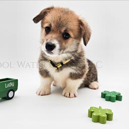 Sparkle - Red female Pembroke Welsh Corgi puppy in Kiowa, Colorado from Cool Water Corgis LLC