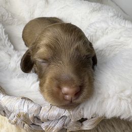 Ralphie - Chocolate and cream male Dachshund puppy in Perris, California from The Dach House