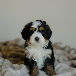 Celine - Tri-color female Bernedoodle puppy in Dalton, Ohio from Haven Doodles