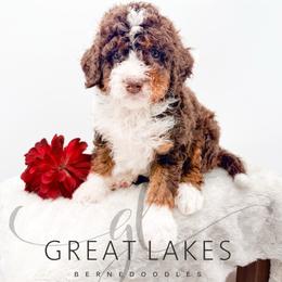 Maverick - Tri-color male Bernedoodle puppy in Baroda, Michigan from Great Lakes Bernedoodles