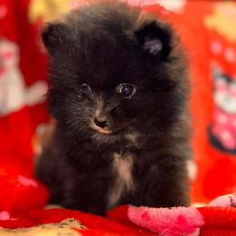 Rubio - Black parti male Pomeranian puppy in Harrisonville, Missouri from Cindy's Pomeranians
