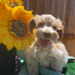 Dustin - Parti male Miniature Schnauzer puppy in Menifee, California from Moonshine’s Minis