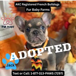 Jack - Tricolors male French Bulldog puppy in Michigan from Fur Baby Farms