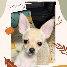 Cora - Gold female Chihuahua puppy in Bucks County, Pennsylvania from Sweet Bean Chihuahuas