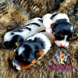 Yorkshire Terrier Puppies from Pixieland Yorkshire Terriers