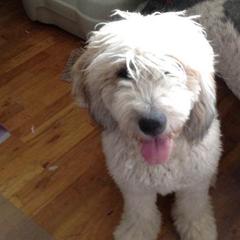 Assorted Doodle Crosses, Saint Berdoodles, and Sheepadoodles from Wizardwood Doodles