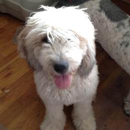 Assorted Doodle Crosses, Saint Berdoodles, and Sheepadoodles from Wizardwood Doodles