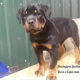 Rottweiler Puppies from Hurleyhaus Rottweilers